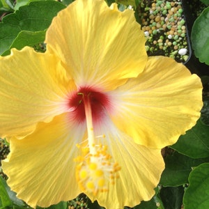 YELLOW WING Heirloom Tropical Landscape Hibiscus Bush Live Plant Single Gold White Red Starter Size image 2