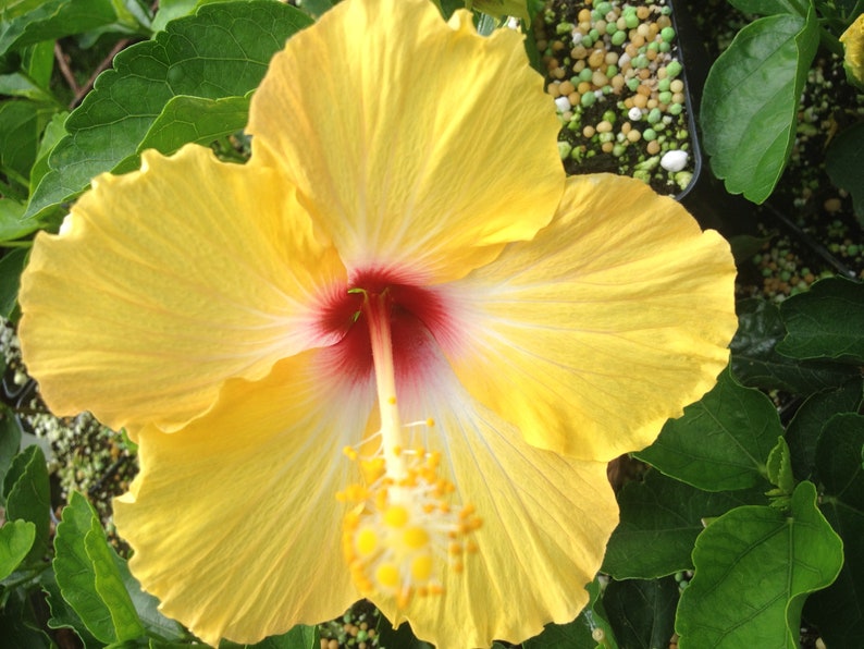 YELLOW WING Heirloom Tropical Landscape Hibiscus Bush Live Plant Single Gold White Red Starter Size image 2