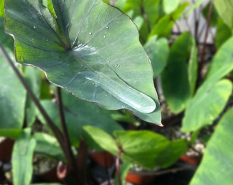 Colocasia Tea Cup Taro Tropical Unique Aroid Upturned Leaf Holds Water Live Plant