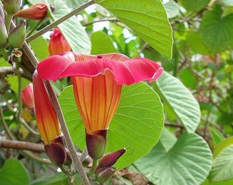 HAWAIIAN BELL Sunset Vine Live Tropical Plant Large Pink Yellow Flower Fast Grower Starter Size