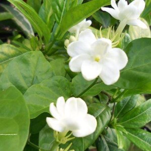 Jasmine MAID OF ORLEANS Arabian Sambac Live Plant Fragrant Single White Flower