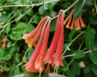 Coral Honeysuckle Vine Live Plant Lonceria sempervirens Bright Orange Flowers