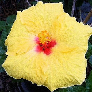 HULA GIRL James Hendry Tropical Hibiscus Live Plant Fancy Exotic Heirloom Hybrid Single Yellow Red Flower