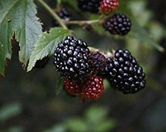 Brazo Blackberry Live Plant Thorned Heirloom Produces Large Fruit Low Chill Starter Size (1) 4 Inch Pot