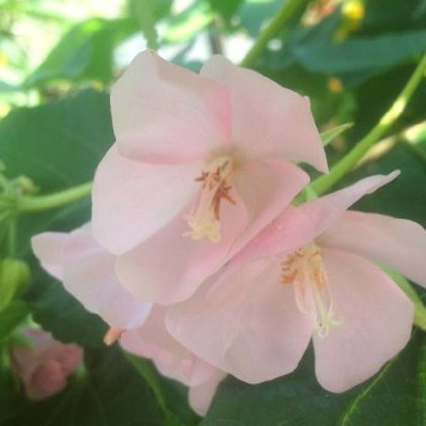 DOMBEYA PINK CLOUD Cape Wedding Flower Tropical Hydrangea Plant Shrub Starter Size