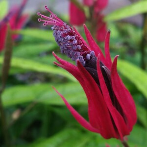 BRAZILIAN CANDLE  Many Flowers Tropical Plant Pavonia Unique Unusual Red Purple Bloom Indoor Outdoor Starter Size