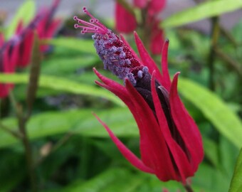 BRAZILIAN CANDLE  Many Flowers Tropical Plant Pavonia Unique Unusual Red Purple Bloom Indoor Outdoor Starter Size