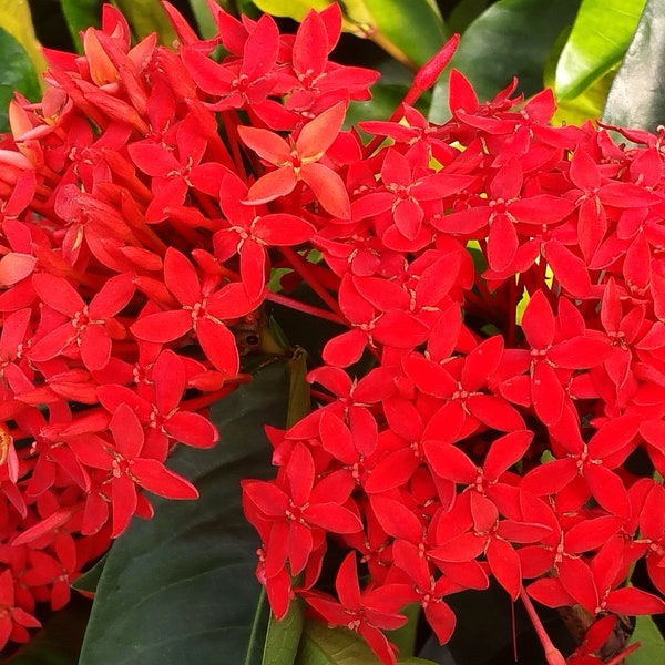 SUPER KING Tropical Ixora Live Plant Flowering Shrub Large Clusters of Brilliant Red Flowers Starter Size 4 Inch Pot Emerald R