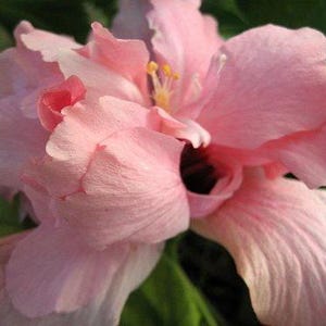 PEACH BLOW PINK Heirloom Tropical Hibiscus Plant Large Double Flower
