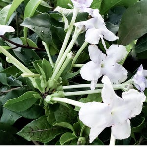 Brunsfelsia uniflora Manaca Live Tropical Plant Fragrant Creamy White Yellow Flower