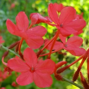 SCARLET CRIMSON Laurel Plumbago Semi-Tropical Perennial Live Plant Red Flowers Attracts Hummingbirds image 1