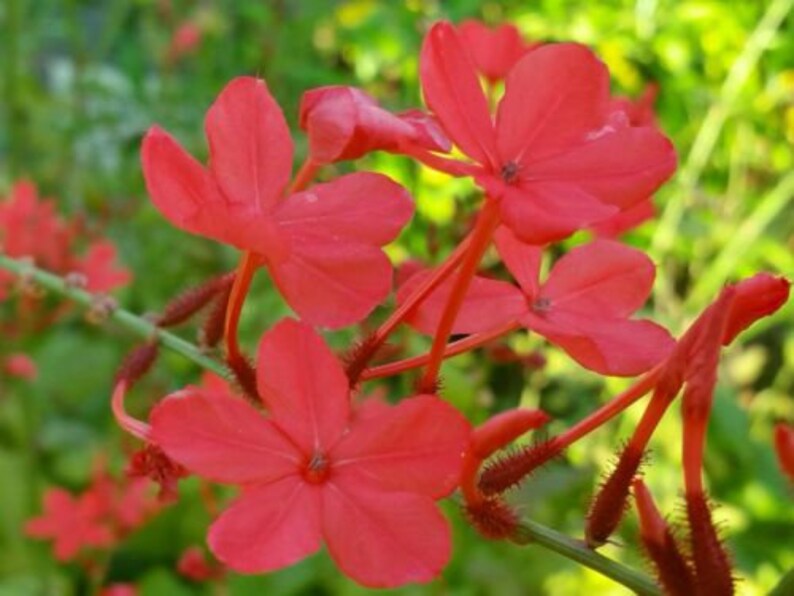 SCARLET CRIMSON Laurel Plumbago Semi-Tropical Perennial Live Plant Red Flowers Attracts Hummingbirds image 1