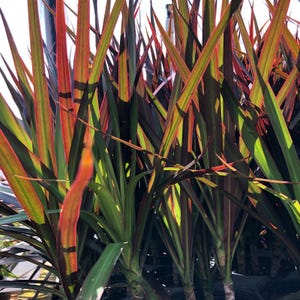 Magenta Dracaena Marginata Tropical Dragon Tree Live Plant Rare Burgundy Green Foliage Indoor Outdoor Starter Size 4 Inch