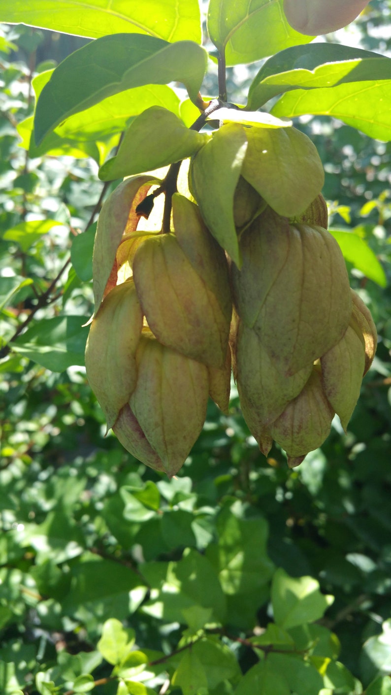 PARROTS BEAK Gmelina philippensis Unique Rare Tropical Green Yellow Flowering Live Shrub Tree Plant Starter Size 4 Inch Pot Emerald R image 2