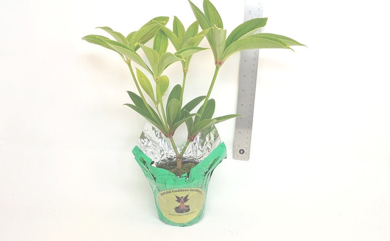 4 Inch Pot Plant Emerald tm MALAYSIAN GRAPE ORCHID Unusual Live Tropical Plant Pink Flower Purple Ornamental Inedible Berry Starter Size 1