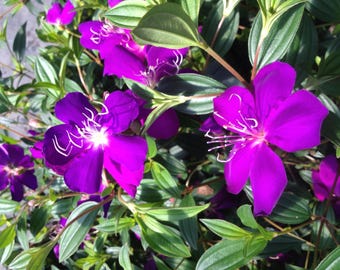 Tibouchina Bush ECUADOR PRINCESS Live Tropical Plant Purple Flower Starter Size