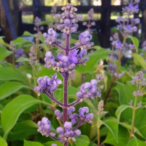 Cornutia Grandiflora Tropical Jamaican Lilac Live Plant Bush Showy Purple Lavender Bloom Fragrant Leaves 4 Inch Starter Size Pot imagen 1