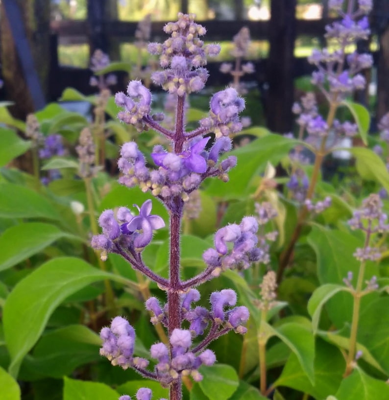 Cornutia Grandiflora Tropical Jamaican Lilac Live Plant Bush Showy Purple Lavender Bloom Fragrant Leaves 4 Inch Starter Size Pot imagen 1