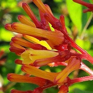 FIREBUSH Firefly Dwarf Scarlet Red Shrub Live Plant Orange Yellow Flower Hummingbird Butterfly Garden Starter Size