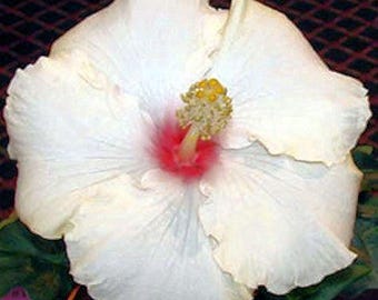 WHIPPED CREAM Tropical Hibiscus Live Plant Exotic Fancy Tyep Extra Large Single White Pink