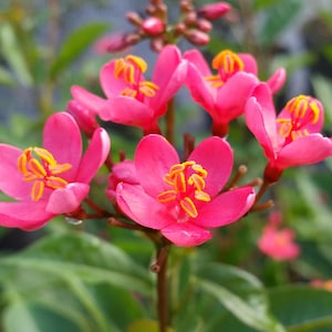 Watermelon Pink Jatropha Peregrina Dwarf Tropical Tree Shrub Live Plant  8-12" Tall - 4" Pot