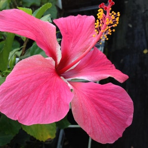 VERSICOLOR PINWHEEL Tropical Landscape Hibiscus Live Plant Heirloom Single Pink White Starter Size 4 Inch Pot Emerald TM image 4