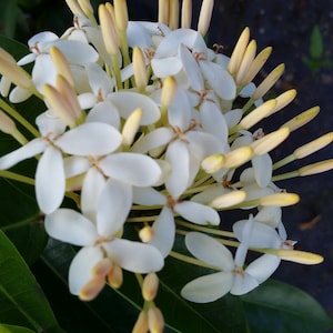 Shady Lady TM White Shade Loving Ixora Tropical Live Plant Large Cream White Flower Starter Size