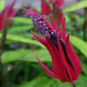 BRAZILIAN CANDLE  Many Flowers Tropical Plant Pavonia Unique Unusual Red Purple Bloom Indoor Outdoor Starter Size