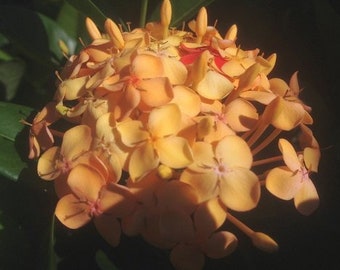 MAUI SUNSET Yellow Peach Ixora Live Tropical Plant Flowering Shrub