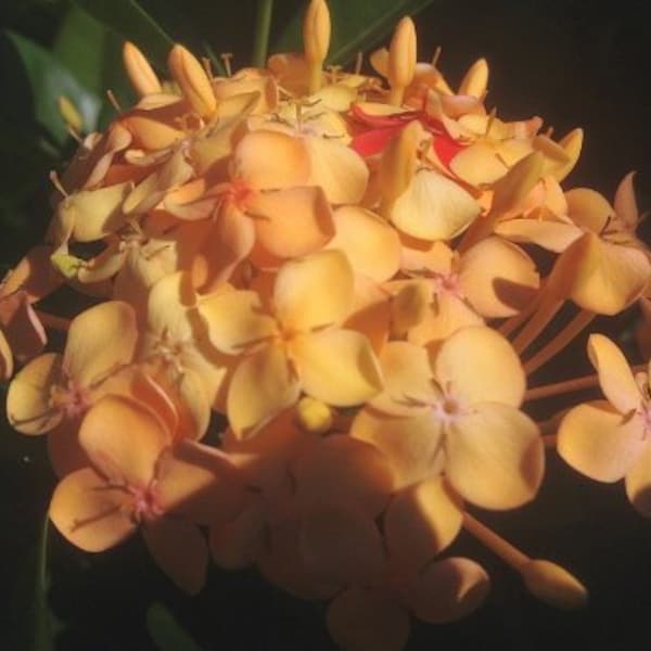 MAUI SUNSET Yellow Peach Ixora Live Tropical Plant Flowering Shrub