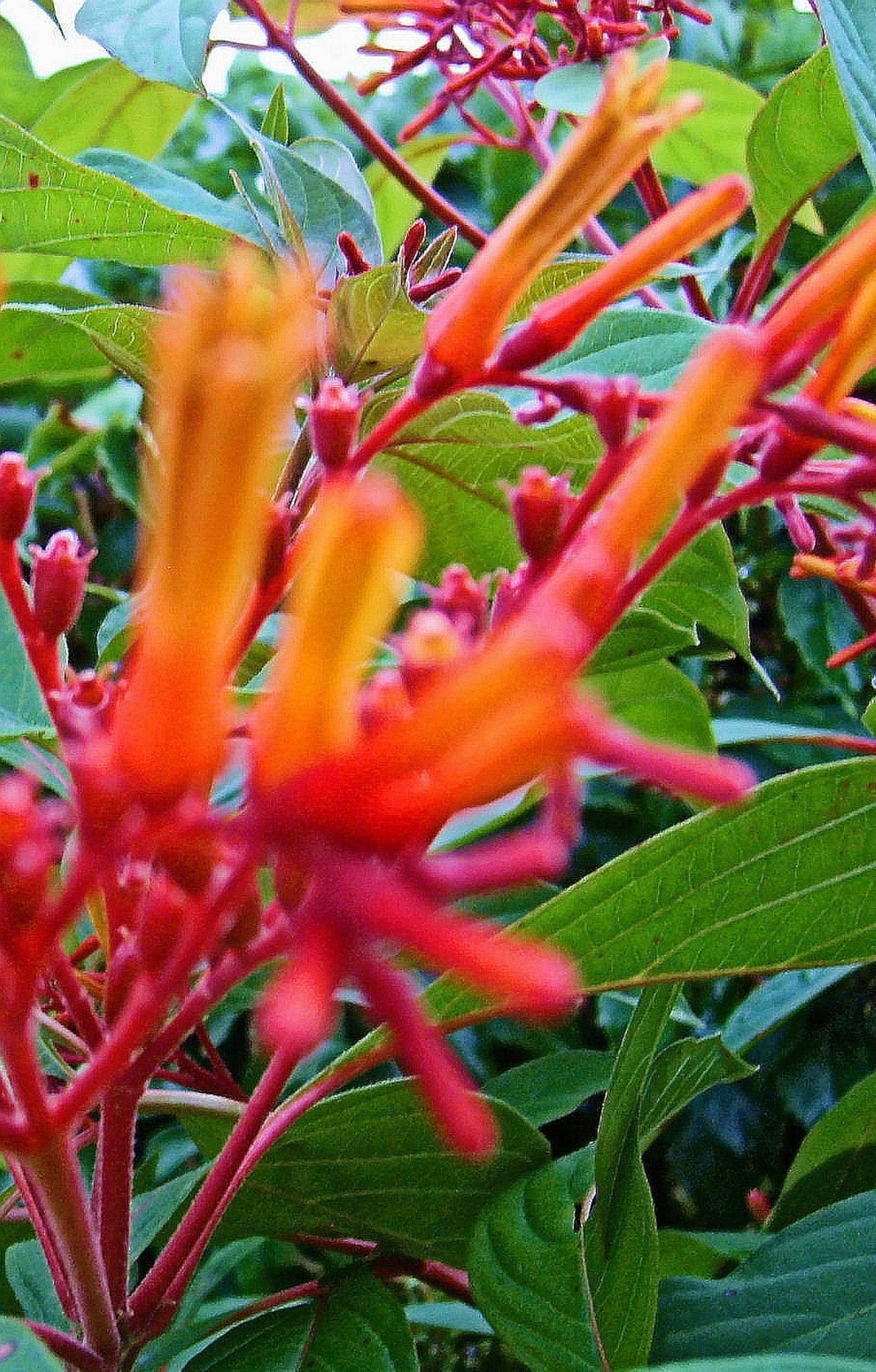SCARLET FIREBUSH Live Plant Shrub Hamelia patens Florida Etsy