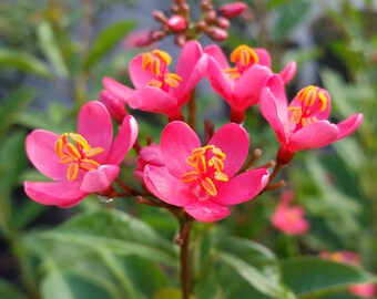 Jatropha intergerima WATERMELON PINK Dwarf Tropical Tree Shrub Live Plant Peregrina