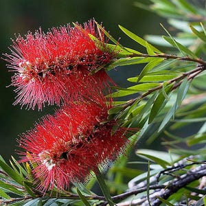 Little John Dwarf Bottlebrush Tree Plant Rare Miniature Flowering Bonsai Suitable 6-8" Tall - 4" Pot