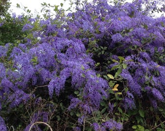 Petrea PURPLE Queens Wreath Sandpaper Bluebird Vine Tropical Florida Wisteria Flowering Live Plant
