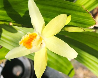 CHINESE BUTTERFLY Yellow Ground Orchid Live Plant Fragrant Bletilla ochracea