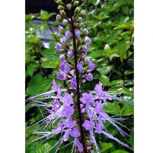 Cat Whiskers - Java Tea'  Live Perennial Plant -  Orthosiphon  - Starter Sz