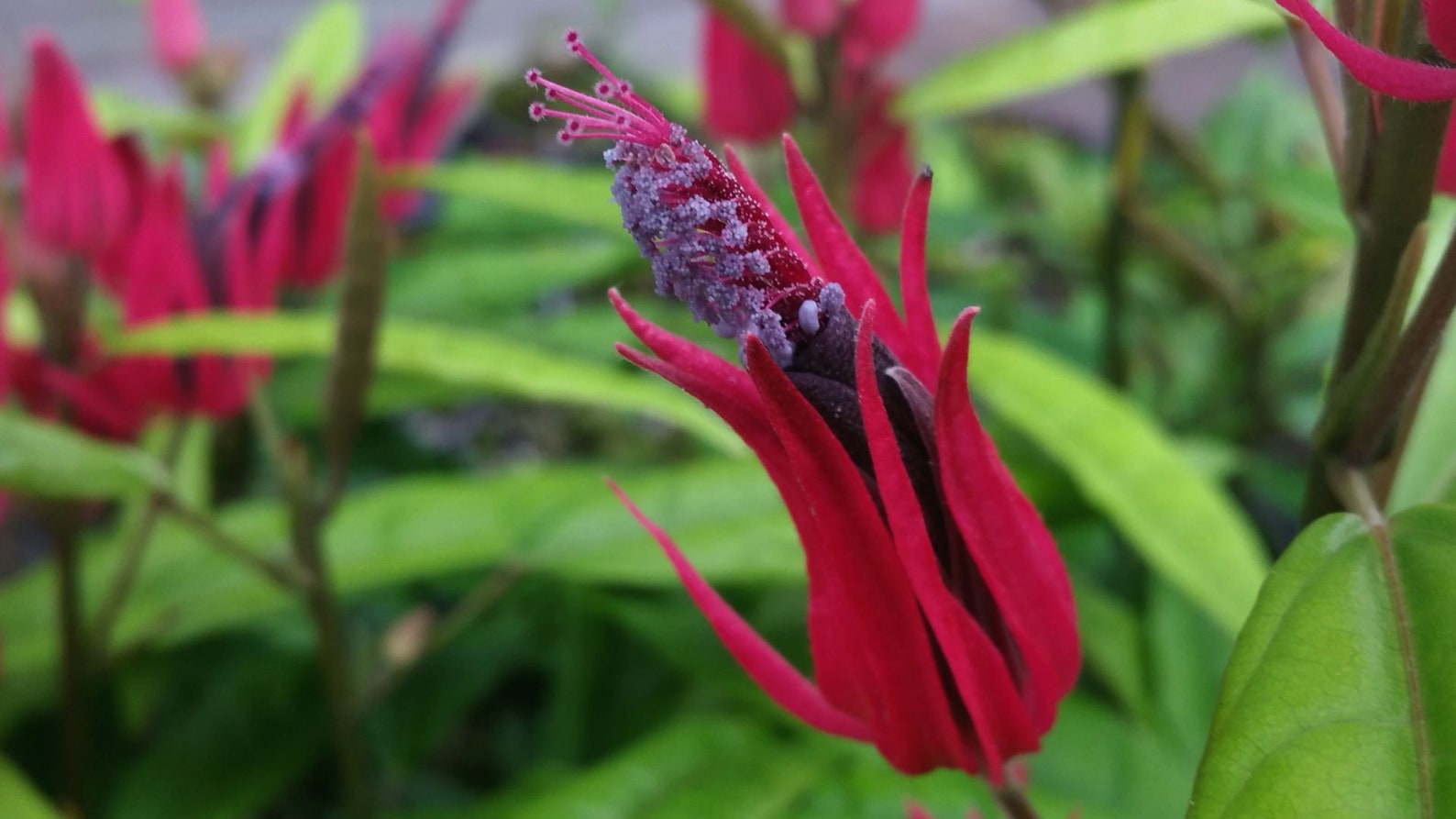 Goethea strictiflora