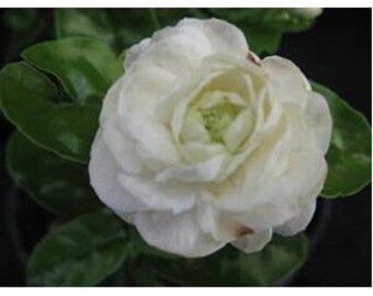 Jasmine DUKE OF TUSCANY Arabian Sambac Tea Live Tropical Plant Highly Fragrant Double White Flowers Starter Size 4 Inch Pot Emeralds Tm