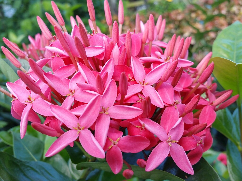 NORA GRANT Tropical Ixora Planta Viva Planta Flores Rosa - Etsy México