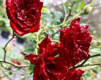 Red Cascade Own Root Garden Ground Cover Rose Live Plant Mini Double Flower Sweetheart Climber Starter Sz