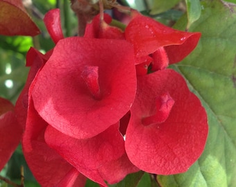 MANDARIN HAT RED Rare Live Plant Unique Scarlet Blooms Vine-Like Growth Habit Holmskioldia sanguinea