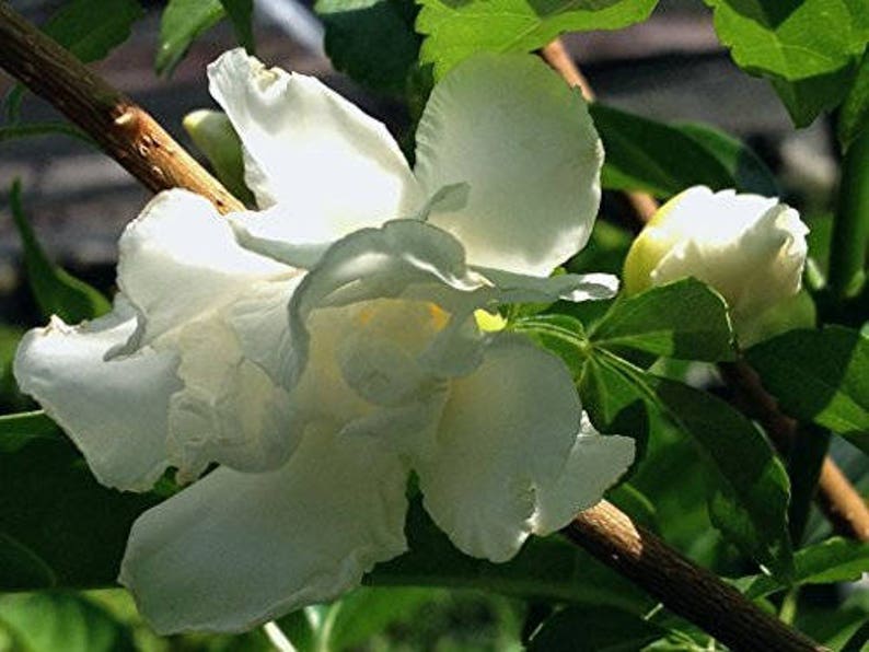 Jasmine FLORIDA GARDENIA Crepe Crape Live Semitropical Plant Etsy