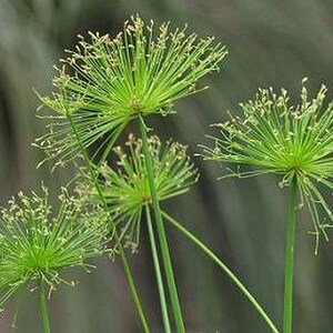 DWARF EGYPTIAN PAPYRUS Water Garden Bog Reed House Live Plant Starter Size