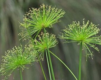 DWARF EGYPTIAN PAPYRUS Water Garden Bog Reed House Live Plant Starter Size