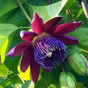 RUBY GLOW Phoenicea Passion Flower Vine Live Plant Passiflora Fragrant Purple Maroon Red Violet Flower