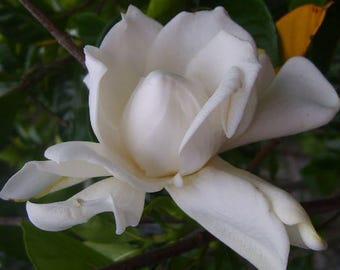 Frostproof Gardenia Live Plant Fragrant White Flower, Heirloom - 8-10" Tall - 4" Pot