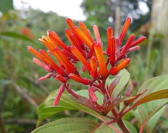 Scarlet Firebush Live Plant Florida Native Attracts Hummingbirds - 8-10" Tall - 4 Inch Pot