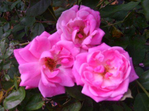 OLD BUSH Blush Heirloom Antique Own Root Rose Live Plant Double Pink Flower