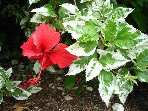 QUEEN SNOW Tropical Hibiscus Live Plant Variegated Green White Leaves…