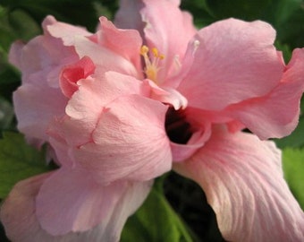 PEACH BLOW PINK Heirloom Tropical Hibiscus Plant Large Double Flower
